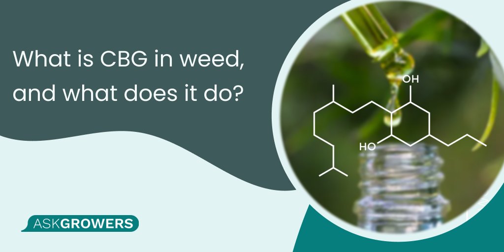 askgrowers tweet media