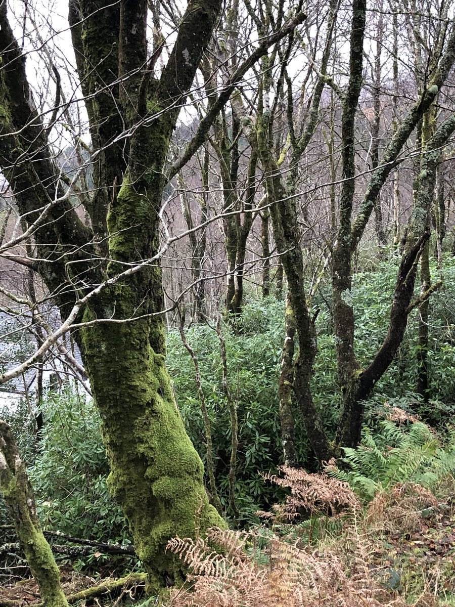 i_mac123's tweet photo. @guyshrubsole The first two were taken along the A82 between Fort William and Corran.  The last is a small patch taken a little away from the Clachaig Inn in Glencoe. https://t.co/2rZilh1E81