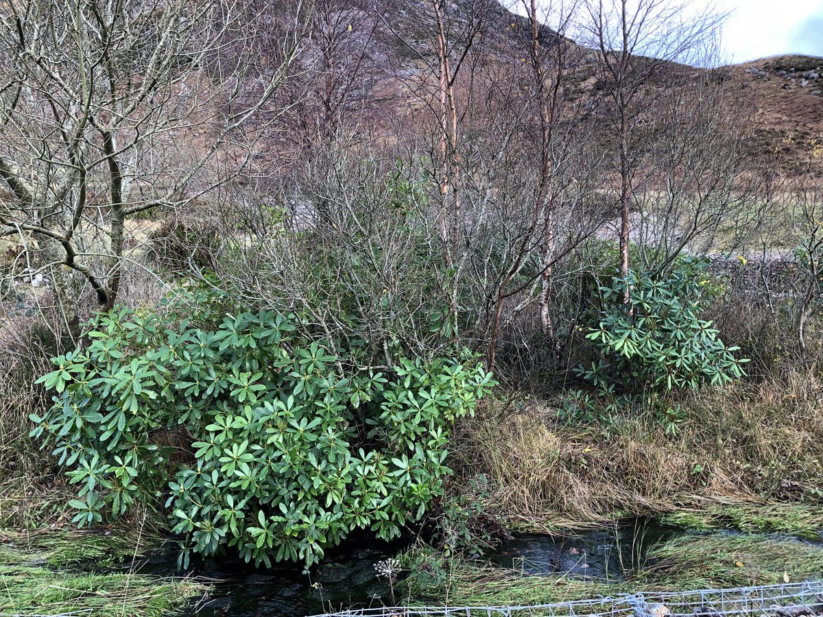 i_mac123's tweet photo. @guyshrubsole The first two were taken along the A82 between Fort William and Corran.  The last is a small patch taken a little away from the Clachaig Inn in Glencoe. https://t.co/2rZilh1E81
