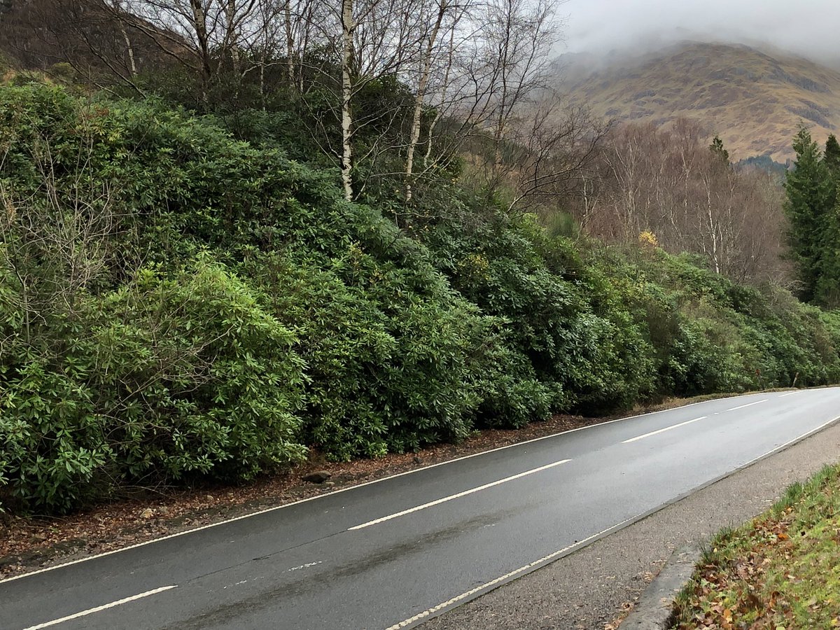 i_mac123's tweet photo. @guyshrubsole The first two were taken along the A82 between Fort William and Corran.  The last is a small patch taken a little away from the Clachaig Inn in Glencoe. https://t.co/2rZilh1E81