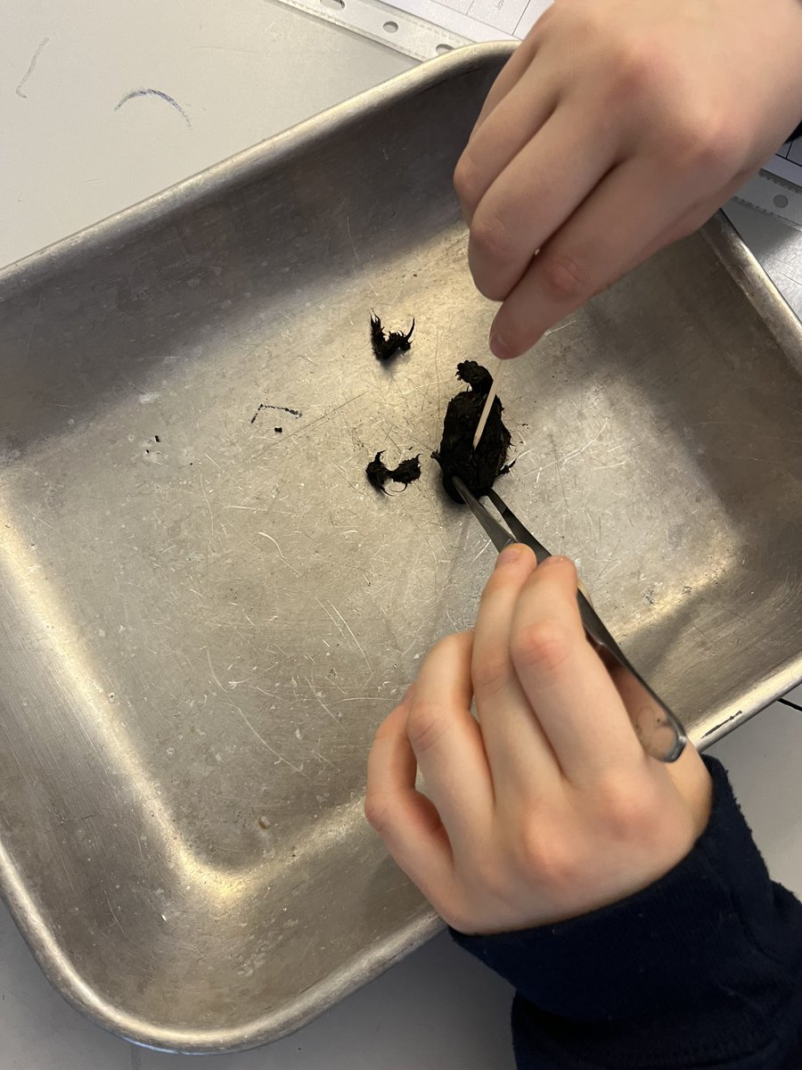 QCL_STEM's tweet image. Celebrating Science Week with @QCPSLondon. Exploring the theme of ‘connections’ by dissecting owl pellets to investigate food webs.