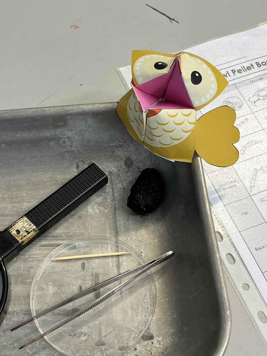 QCL_STEM's tweet image. Celebrating Science Week with @QCPSLondon. Exploring the theme of ‘connections’ by dissecting owl pellets to investigate food webs.