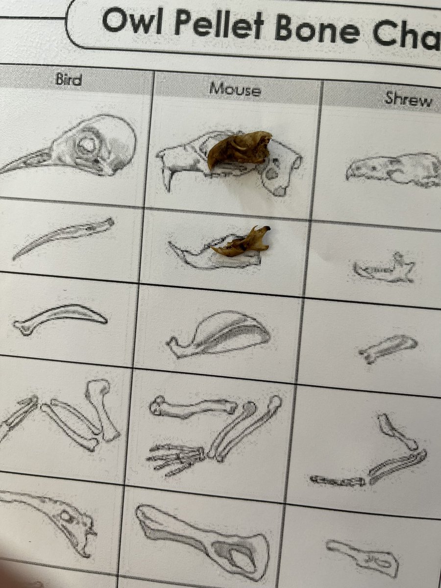 QCL_STEM's tweet image. Celebrating Science Week with @QCPSLondon. Exploring the theme of ‘connections’ by dissecting owl pellets to investigate food webs.