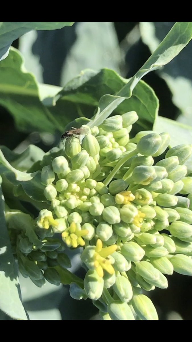 TeiaG2012's tweet photo. Aquest aspecte dels #botons #florals no és el que hauria de ser… https://t.co/0JBelhw2l8