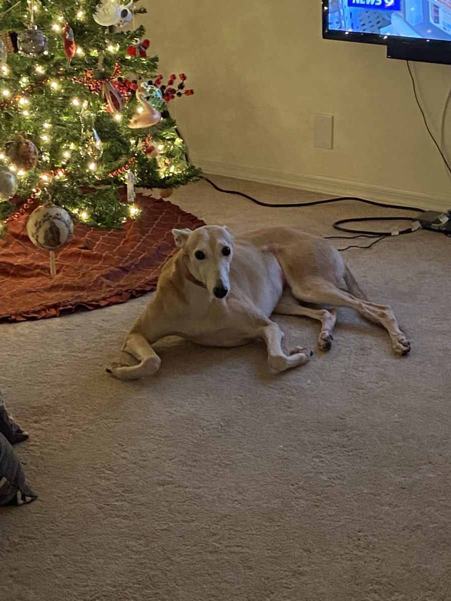 jasongranat's tweet photo. What a character!  I love you Latte, and for my last greyhound, you were a real peach.  I am sorry that our time with you was cut short, but thank you for being my little air headed wonder.  Run as fast as you would like with all 4 good legs.  #rainbowbridge #petloss #Greyhound https://t.co/3eObqW4cpb