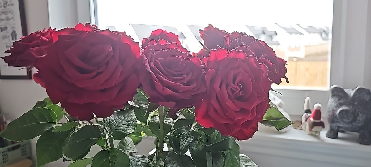 MatthewTurgoose's tweet photo. @sainsburys. I got these beautiful roses (from your Dundee store) as a Valentines present 30 days ago. How're they still looking so good?! https://t.co/HhOTHDDRGz