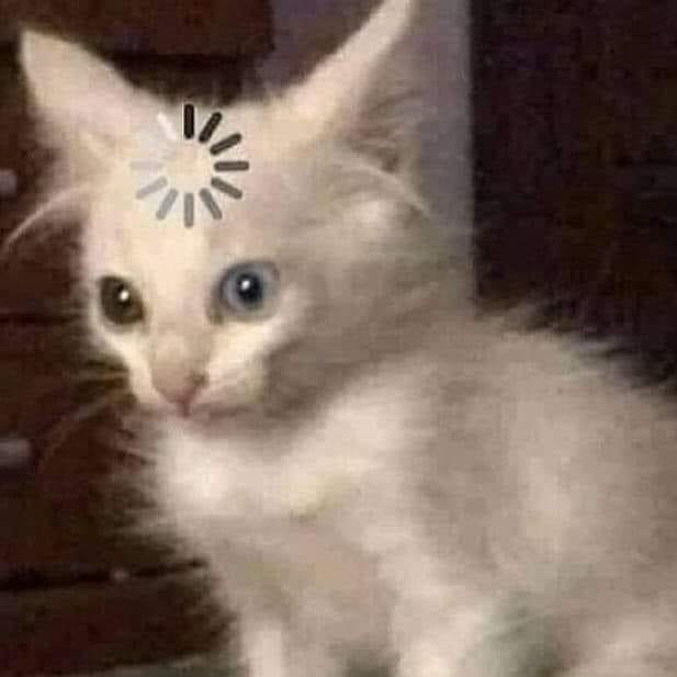 Jordan Shalhoub tweet media