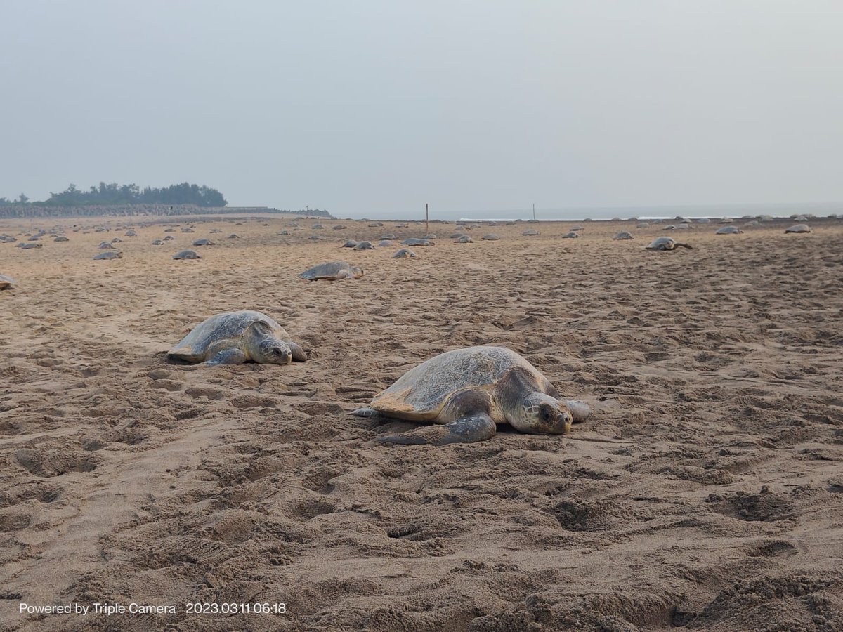 dfomangrovefdwl's tweet image. Mass nesting of Olive Ridley Sea Turtles on the Outer Wheeler Island in Gahirmatha. This season 5.12 Lakh nesting has been reported from 9-14 March. #Gahirmatha #Oliveridley #Arribada #Kendrapara