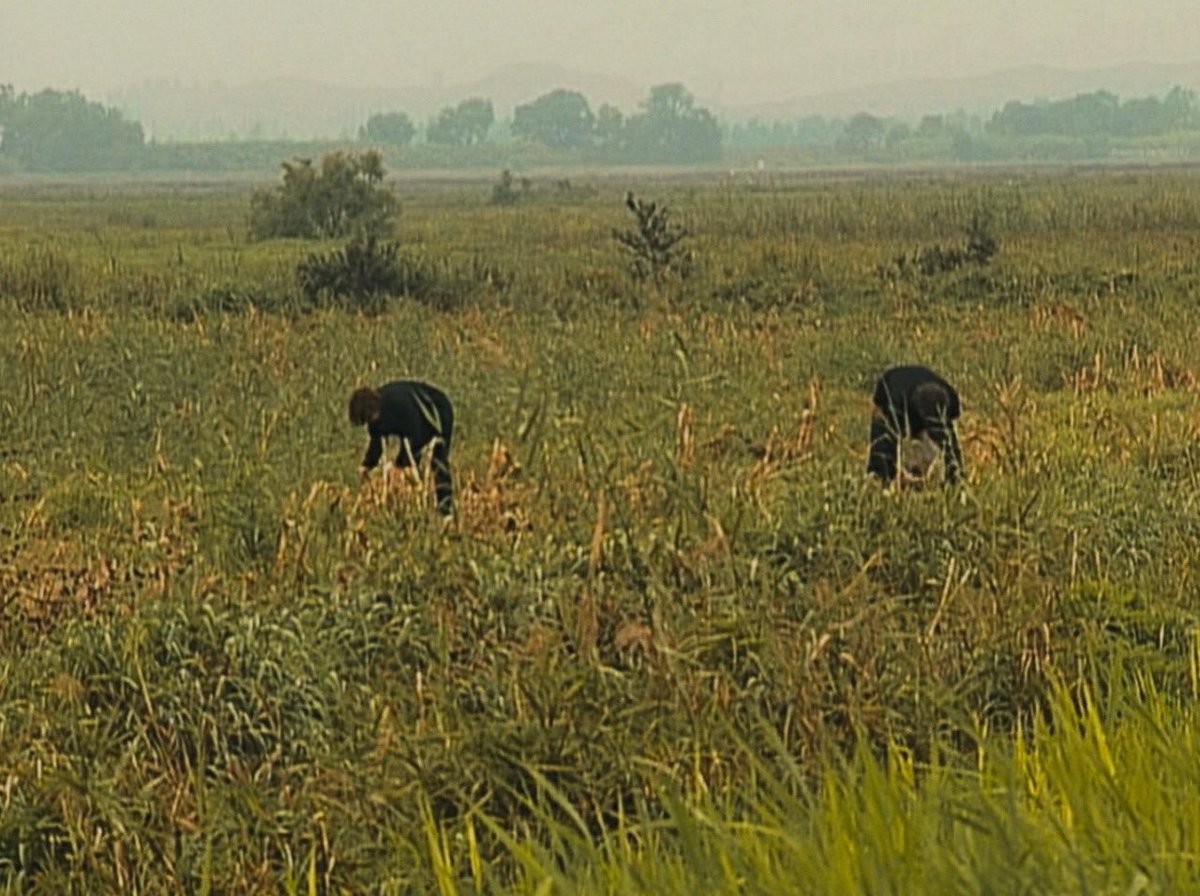 vardaarchive's tweet photo. les glaneurs et la glaneuse (2000) https://t.co/pYtef2jAaP