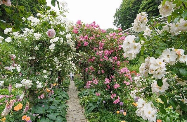 softdeIicacy's tweet image. oh to have a secret garden.