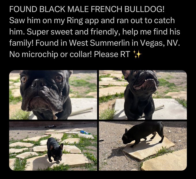 REUNITED!!!! After taking him to the vets to unfortunately find out that he didn&rsquo;t have a microchip I<a href="/tag/mvsales"class="tags"><span>#mvsales</span></a>