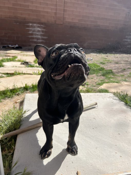 REUNITED!!!! After taking him to the vets to unfortunately find out that he didn&rsquo;t have a microchip I<a href="/tag/realloyalfans"class="tags"><span>#realloyalfans</span></a>