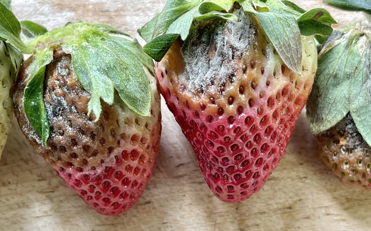 Botrytis gray mold developing on strawberries. The fungus can be introduced into a field on infected transplants or can survive on dead plant material and in soil as sclerotia. Gray mold can affect leaves, stems, flowers, and crowns of strawberry # Fungi #Plantdisease #Strawberry