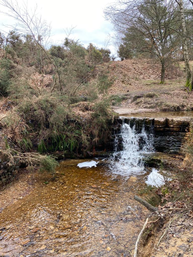 TonyJuniper's tweet photo. Learning today about the great ambitions unfolding for Nature’s recovery at Ashdown Forest &amp; beyond in the Weald to Waves vision. Multi-partner cooperation key to the possibilities at hand in linking kelp forests with heathlands &amp; all in between. https://t.co/oBRmAl7rUn