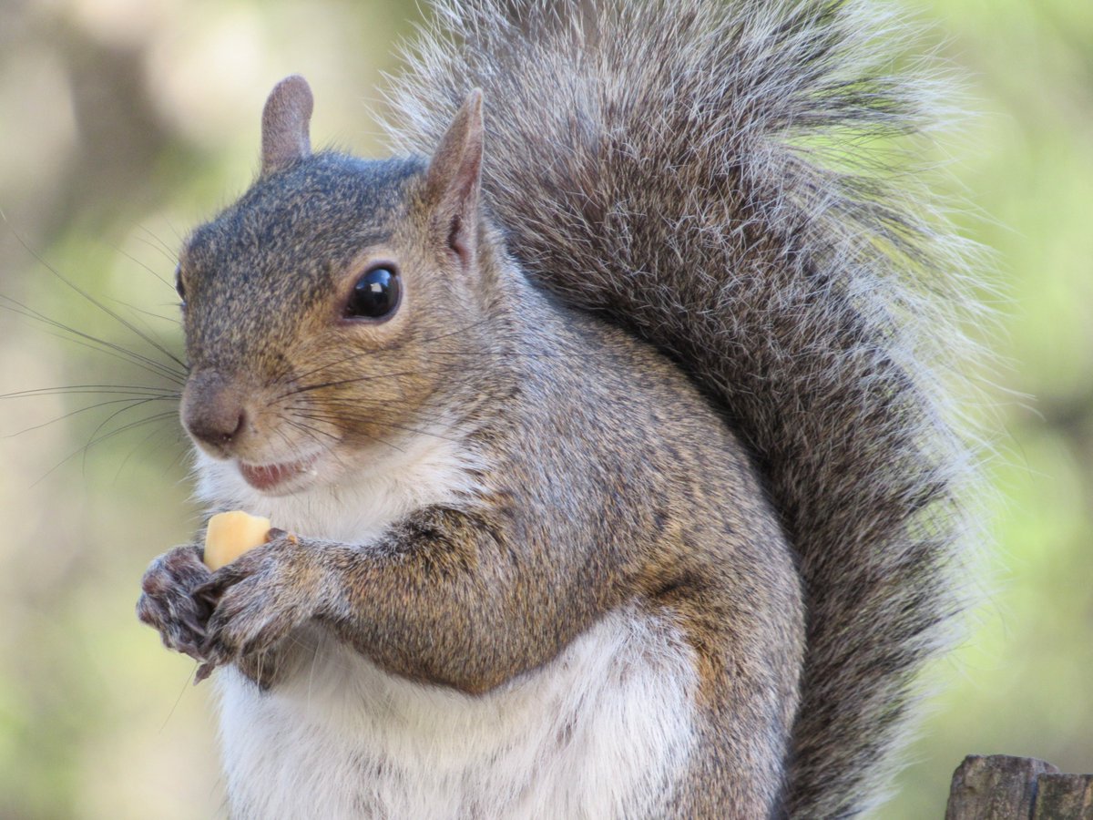 Beautiful Mama Squirrel this afternoon ~

A happy face on a happy squirrel. 🥰