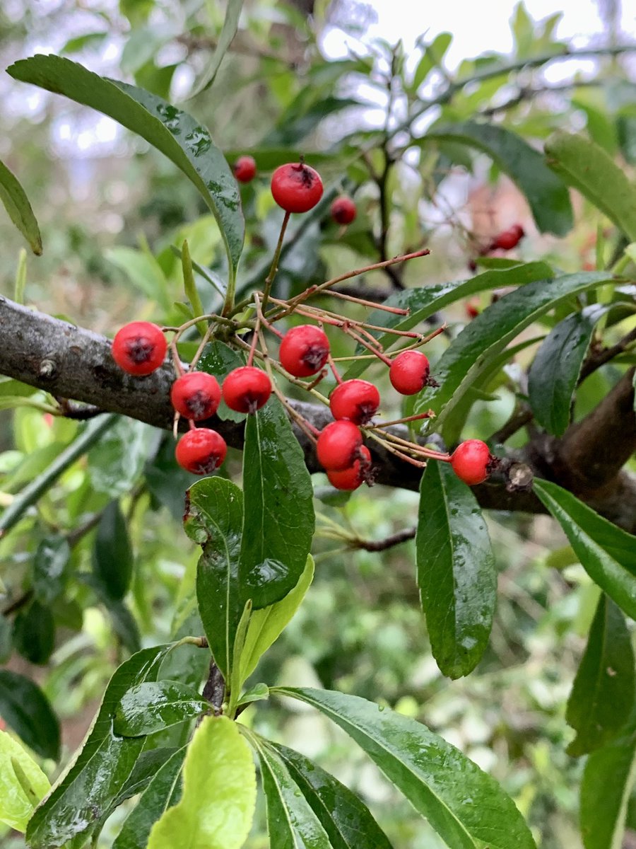 WalkingWorksWonders tweet media