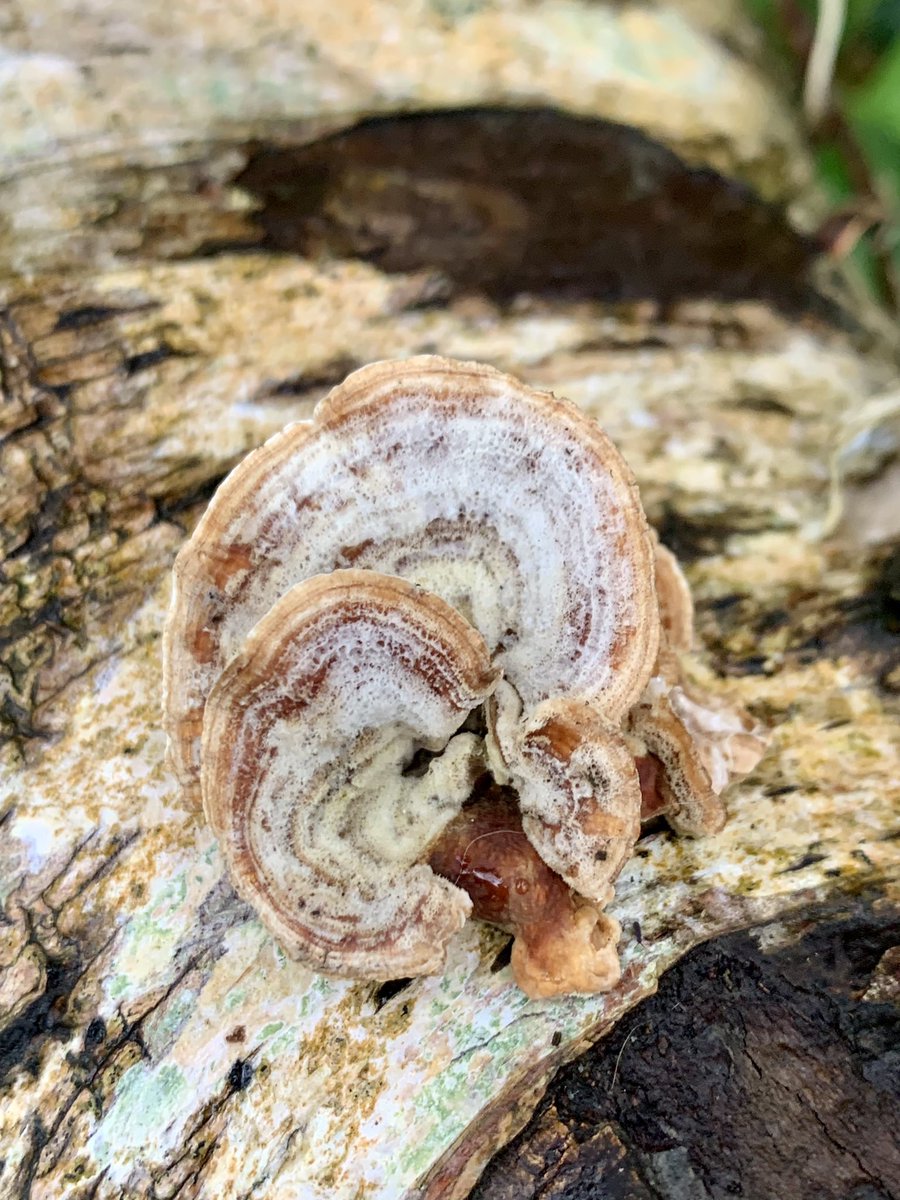 WalkingWorksWonders tweet media