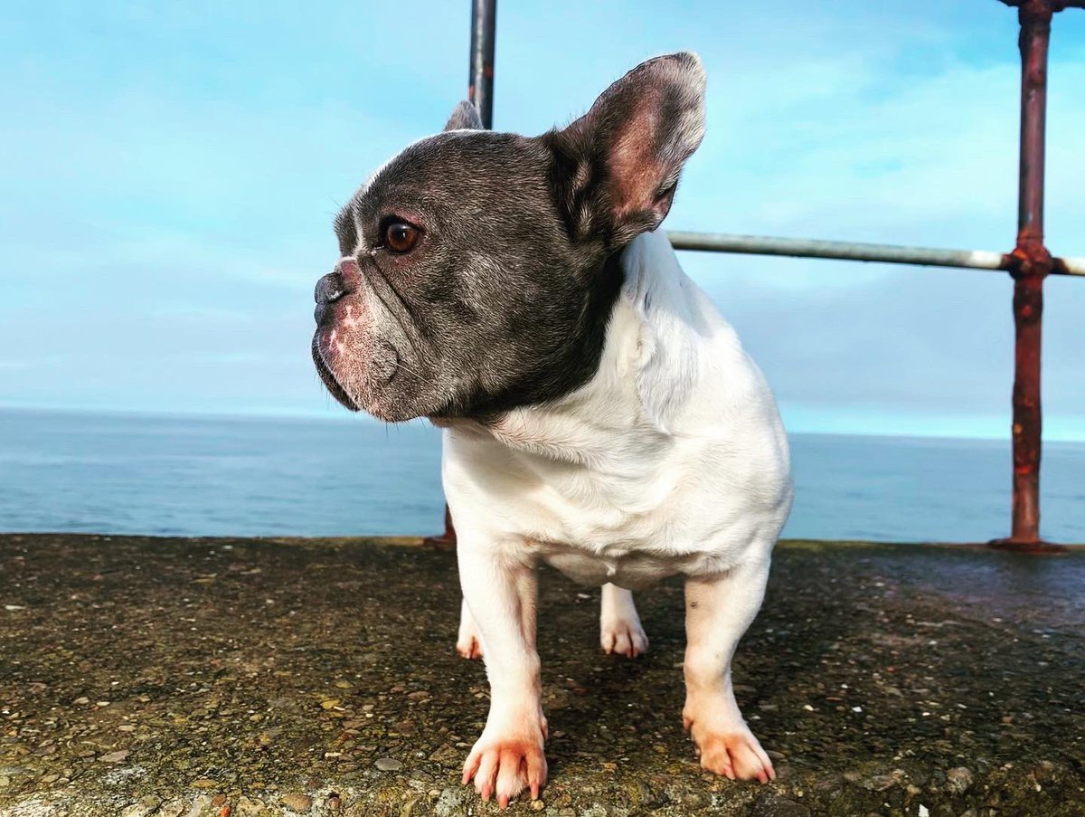 Kikka the sea dog 🐶 🌊 #frenchie #frenchbulldog #seadog #sealife