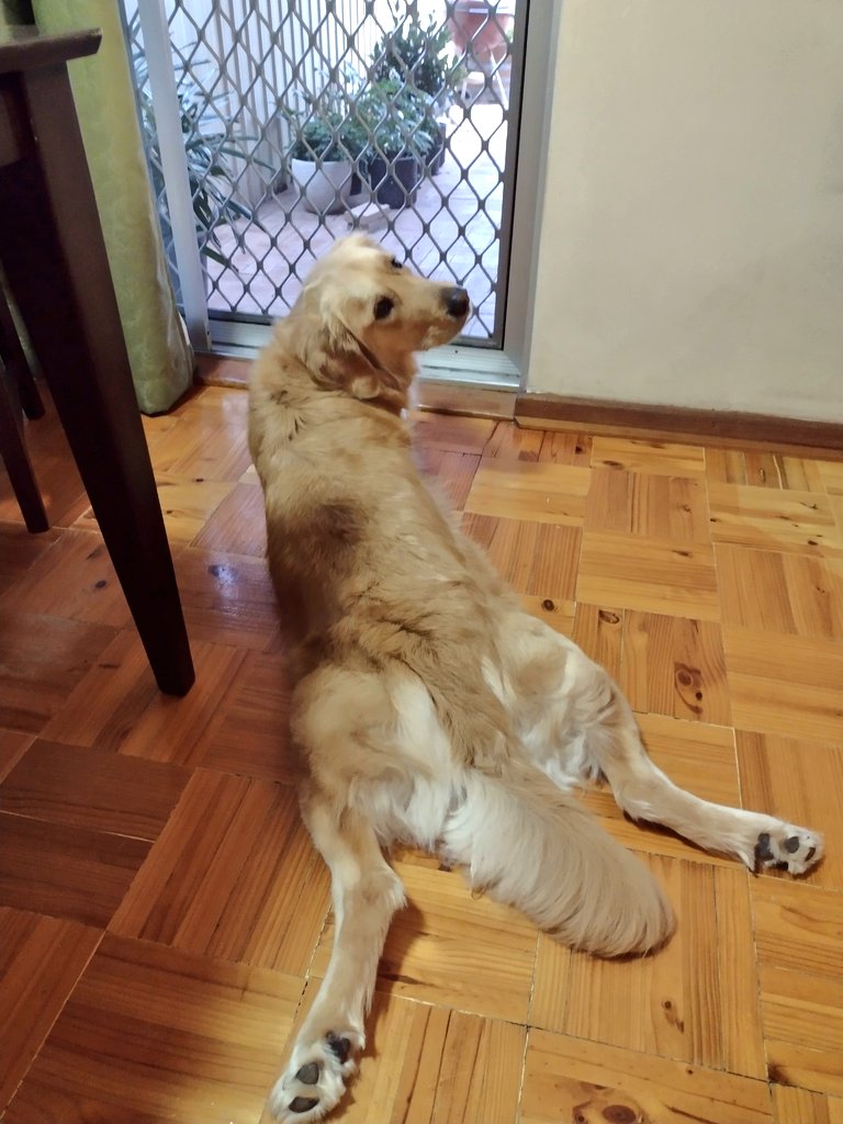Happy Fri-yay everypawdy! I wonder what fun is in store for me today