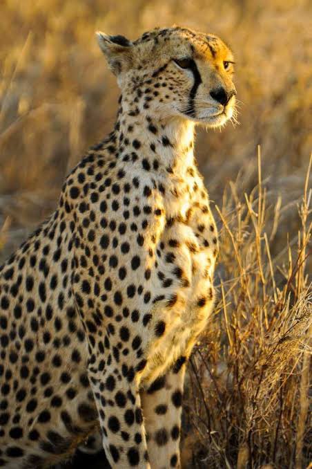 RealKhosiTwala's tweet photo. KHOSI THE CHEETAH

If e easy run am naaaa!!! https://t.co/z3fheCXY07