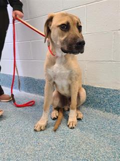 PetfindToronto's tweet image. #GUILDWOOD #KINGSTON Pls RT2unite #FOUND #DOG-14-Mar-23 #Toronto Animal Services A943416 #EAST 416-338-7539 TAN #GERMSHEPHERD M/8Mth
