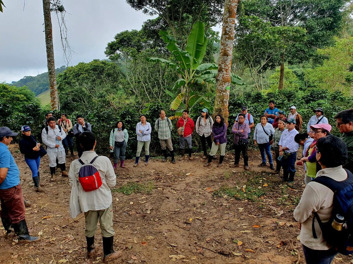 spdaorg's tweet photo. 🌳#Hoy el equipo de @SerforPeru visitó el caserío El Limón para conocer a los agricultores familiares que participan en el proyecto #AgroFor, y puedan entender el contexto en el que podrían acceder a una #CUSAF. 🧵 https://t.co/B4wzuommwG