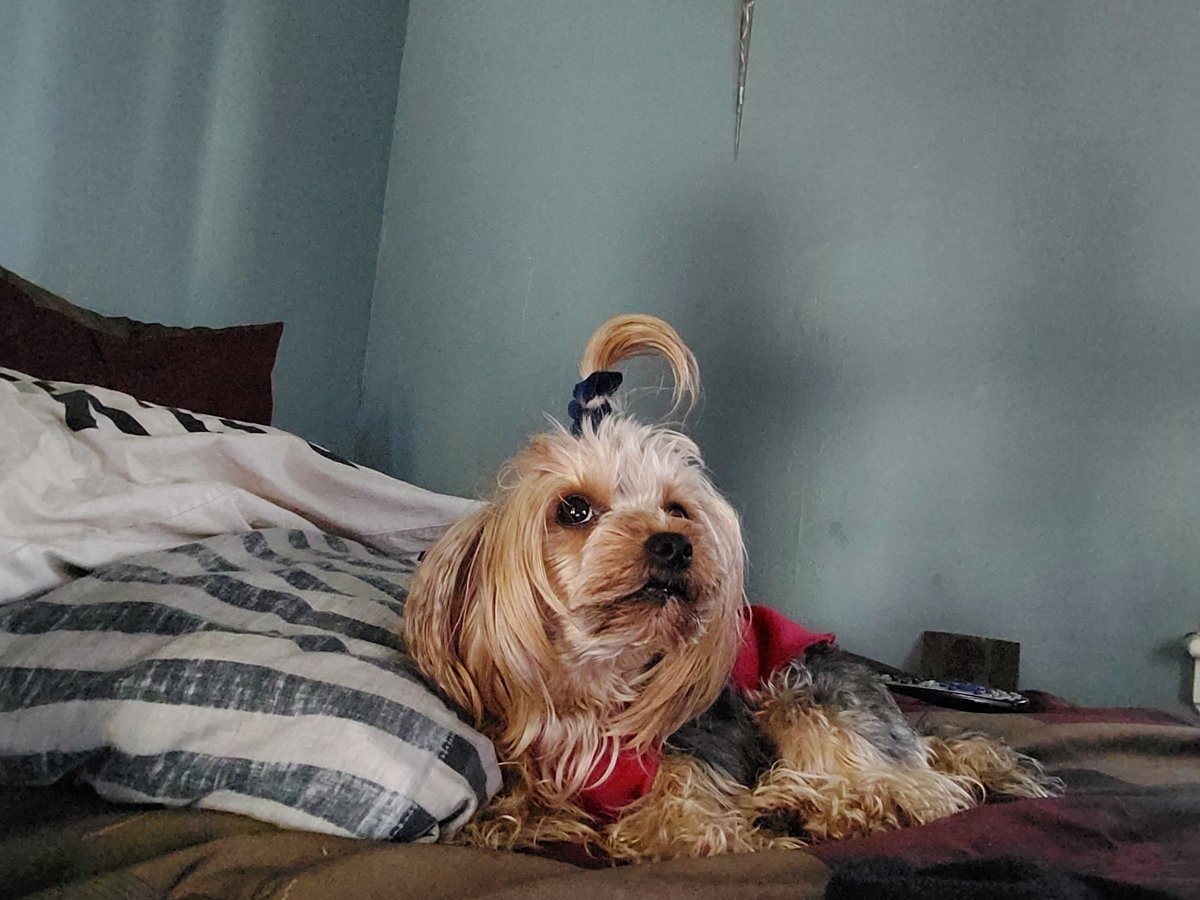 DrewTheoloneus's tweet image. #ThePrincessChronicles #homeflow