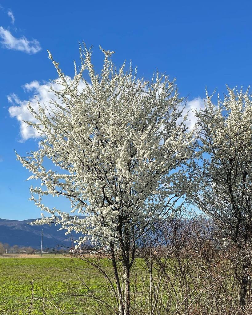 flower power 
#wanderout #searchwandercollect #flowers #blossom #fvg #somewherefvg instagr.am/p/Cp3WS4XqZVf/