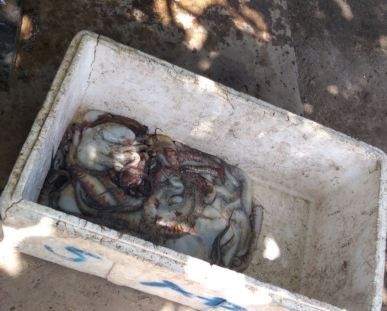 mama_zakiyah's tweet photo. Selasa (7/3/23) Mama Zakiyah Luhkan Kab.Manggarai Timur pendataan produksi gurita hasil tangkap KUB Gurita di Ds Bamo, Kec Kota Komba yaitu 5 Kg grade A dan 4 Kg grade B, dg harga grd A=Rp 55.000, grd B=40.000,grd C=25.000
#GiatLuhkanSatminkalGONDOL #luhlapor #matim @RISET_GONDOL https://t.co/MCxXawND5h