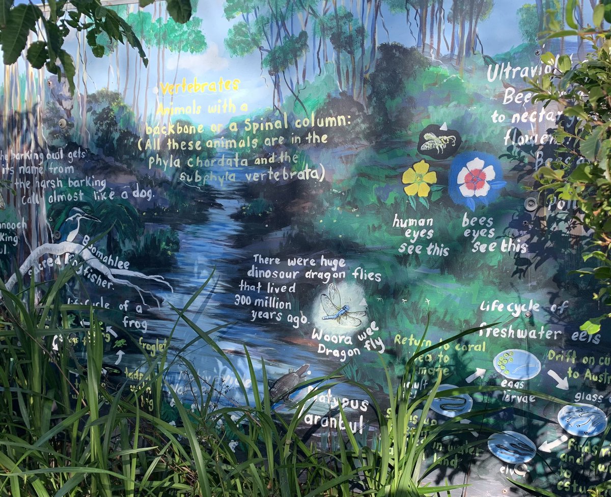Dawe4Peter's tweet photo. I immersed myself in the interpretative signage in the cultural garden at #NaroomaPS &amp; the @RBGSydney #youthcommunitygreening program can’t wait to assist Aunty Lynne &amp; the students to expand on this amazing space &amp; to go on a cultural journey with them 💚🌱 https://t.co/wherOIsgGE