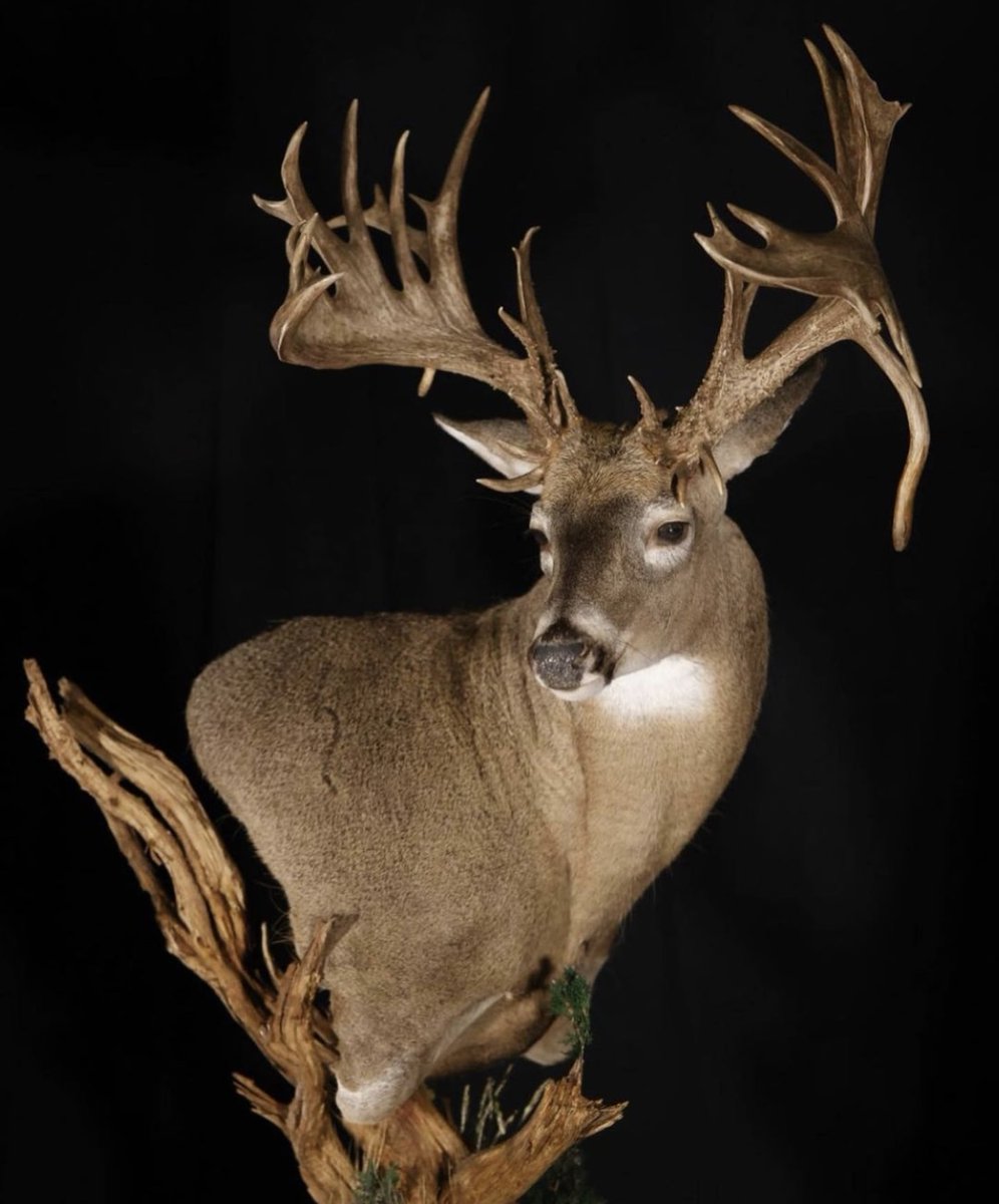 OUTDChannel's tweet photo. Remember that incredible buck shot by Josh Heuser @heuserjosh? Well, here is the mount that was done.
What do you think?
#FindYourAdventure #hunting #deer #deerhunting #taxidermy #mount #shouldermount #deermount #whitetail https://t.co/ycBYkB6TSW