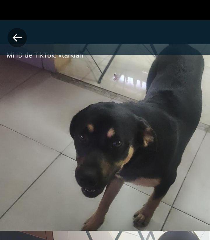 darwinfroggy's tweet photo. Gente de Maipú holaaa
Les habló pq estoy buscando a zapato, les dejo unas fotos, ya lleva casi una semana perdido y es muy importante que lo encuentre, agradecida si lo comparten💛
#Chile #perroperdido #Maipu #zapato #Ayuda #AyudanosAEncontrarlo https://t.co/klzCtz9IlP