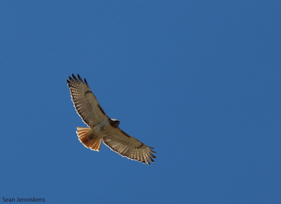 Atlassers in the Boreal Shield ecozone: Red-tailed Hawks in your area are now starting to build nests. It's a great time to drive around and look for adults working on a nest or even sitting on one before the trees leaf out. 

#ONBirdAtlas3