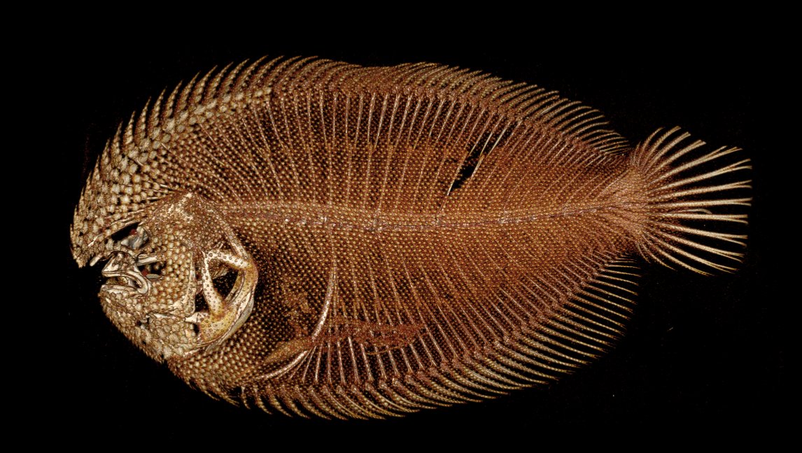 Fishguy_FHL's tweet photo. Armored fishes are fascinating. This is a flatfish (Trianectes) with seriously dense scales.
#scanAllFish https://t.co/Ymb1hjJdsg