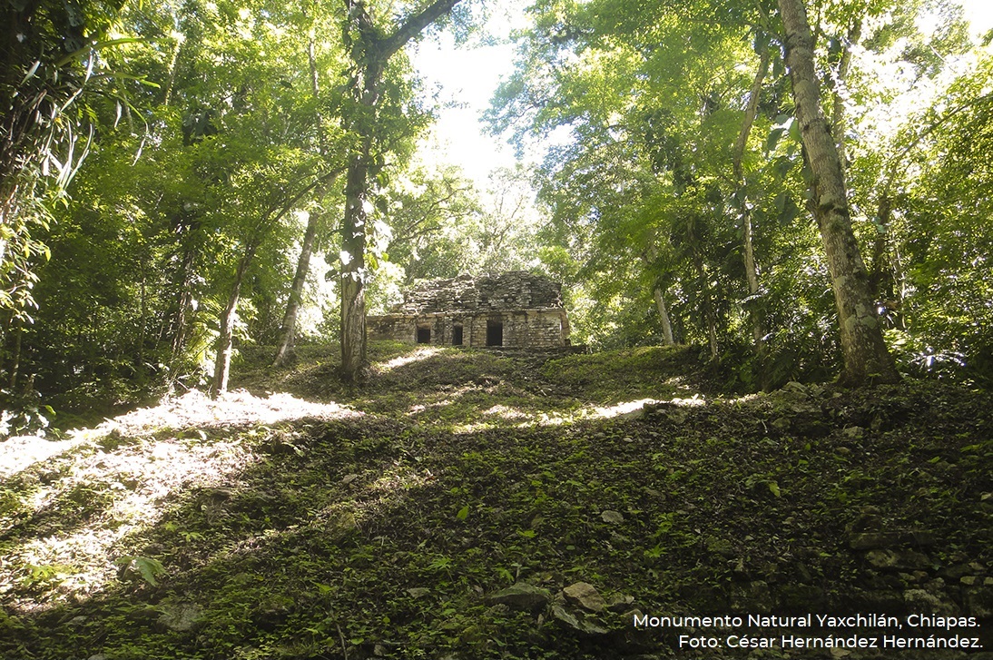 CONANP_mx's tweet photo. #TriviaRespuesta
La Selva Lacandona se conserva a través de siete #ÁreasNaturalesProtegidas: dos RB #MontesAzules y #LacanTun; dos MN #Bonampak y #Yaxchilán; y tres APFF #ChanKin, #Metzabok y #Nahá. 🐾🐍🐆🪶🕷️🕸️
¡Cuidemos las #ANP! #ConservarParaVivir 🌳🌵🦀🦋🐙🐟 https://t.co/JsAYvKDEyz