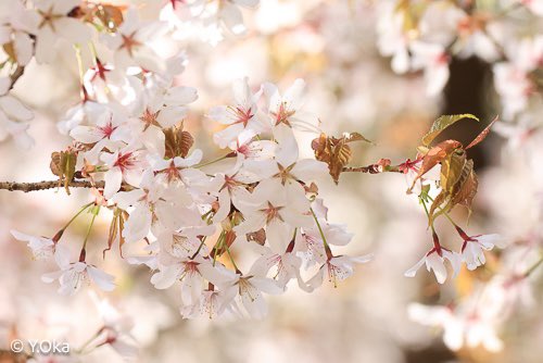 十津川村でクマノザクラが満開
🌸見ごろを迎えています
 
クマノザクラは2018年に国内で
103年ぶりに見つかった桜の新種
発見された熊野地域にちなんで命名されました
紀伊半島南部に分布しソメイヨシノや
ヤマザクラに比べて早咲きの桜で
淡いピンクの花びらが特徴です
#桜　#クマノザクラ　#十津川村