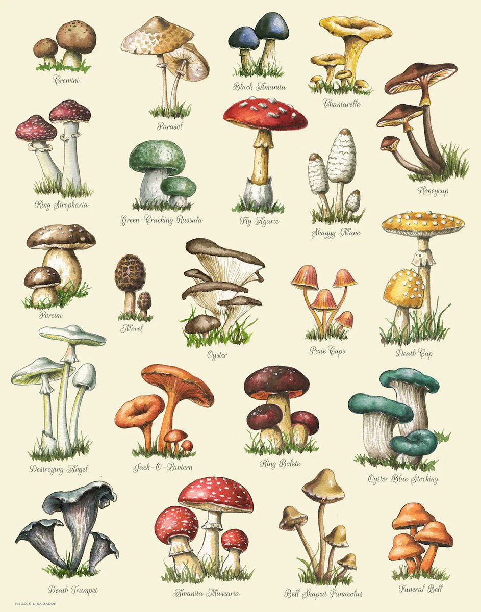 foragers_buddy's tweet photo. Looking to forage for wild edibles? Remember to always do your research and bring a guidebook to identify plants. Stick to known safe plants and leave some behind for the ecosystem to thrive. Happy foraging! 🌱🍄 #foragingtips #wildedibles #naturelovers https://t.co/hmtTmvjgbm