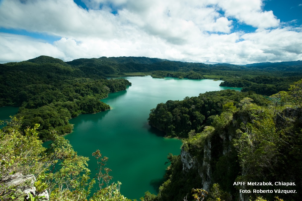 CONANP_mx's tweet photo. #TriviaRespuesta
La Selva Lacandona se conserva a través de siete #ÁreasNaturalesProtegidas: dos RB #MontesAzules y #LacanTun; dos MN #Bonampak y #Yaxchilán; y tres APFF #ChanKin, #Metzabok y #Nahá. 🐾🐍🐆🪶🕷️🕸️
¡Cuidemos las #ANP! #ConservarParaVivir 🌳🌵🦀🦋🐙🐟 https://t.co/JsAYvKDEyz