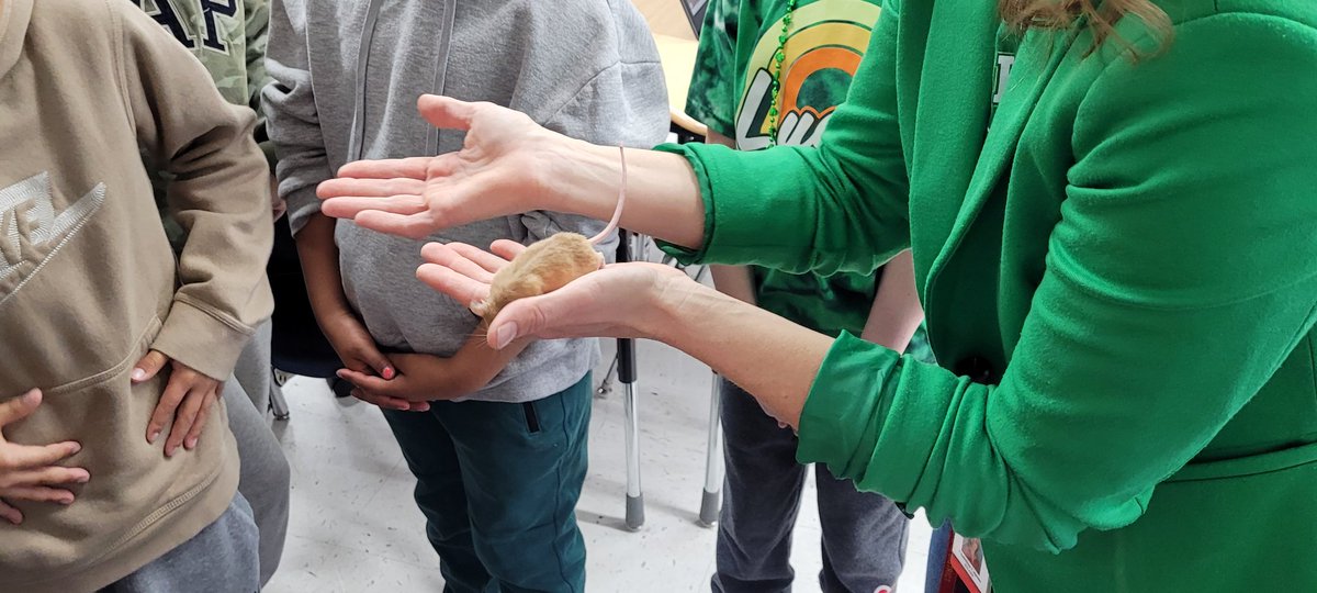 BurrowsRebecca3's tweet photo. Happy St. Patrick's Day we spent time with our 1st grade buddies and even had special guests this morning, Geronimo and Trap today! 🍀🐭@tincroadschool @markdgrilo @Dani_Marangon https://t.co/QLqFGxvkJB
