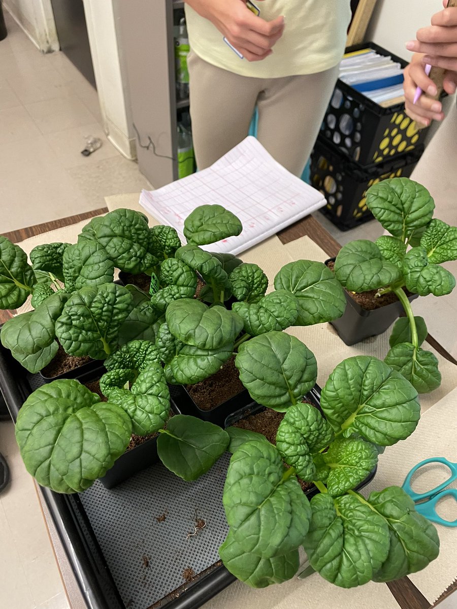 Ms Ro-Do tweet media