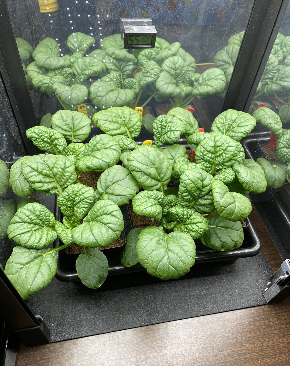 Ms Ro-Do tweet media