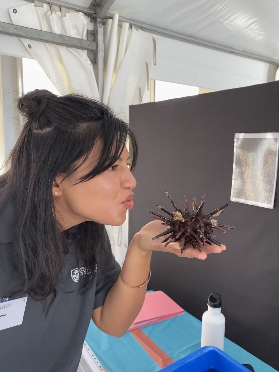 Make friends with an urchin like @ShawnaFoo from @Sydney_Uni at the @OceanloversFest at #bondi! @SydneySOLES @ProfMariaByrne