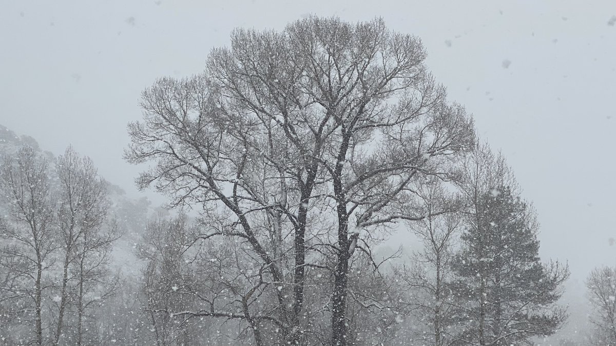 TheeLonePine's tweet photo. It’s so peaceful &amp; quiet out. ❄️ #COwx https://t.co/63aXE53zjG