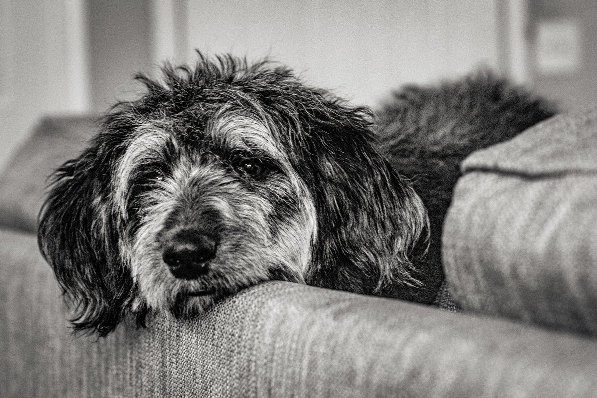 Dog 1: #blackandwhitephoto #blackandwhitephotography #photooftheday
 #photography  #photo #foto #photographer  #picoftheday  #canonphotography #monochrome
