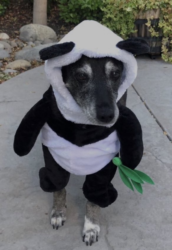 Throwback pic of our sweet Lexy🌈 in her Panda 🐼 costume. She wore it well! 💕#NationalPandaDay