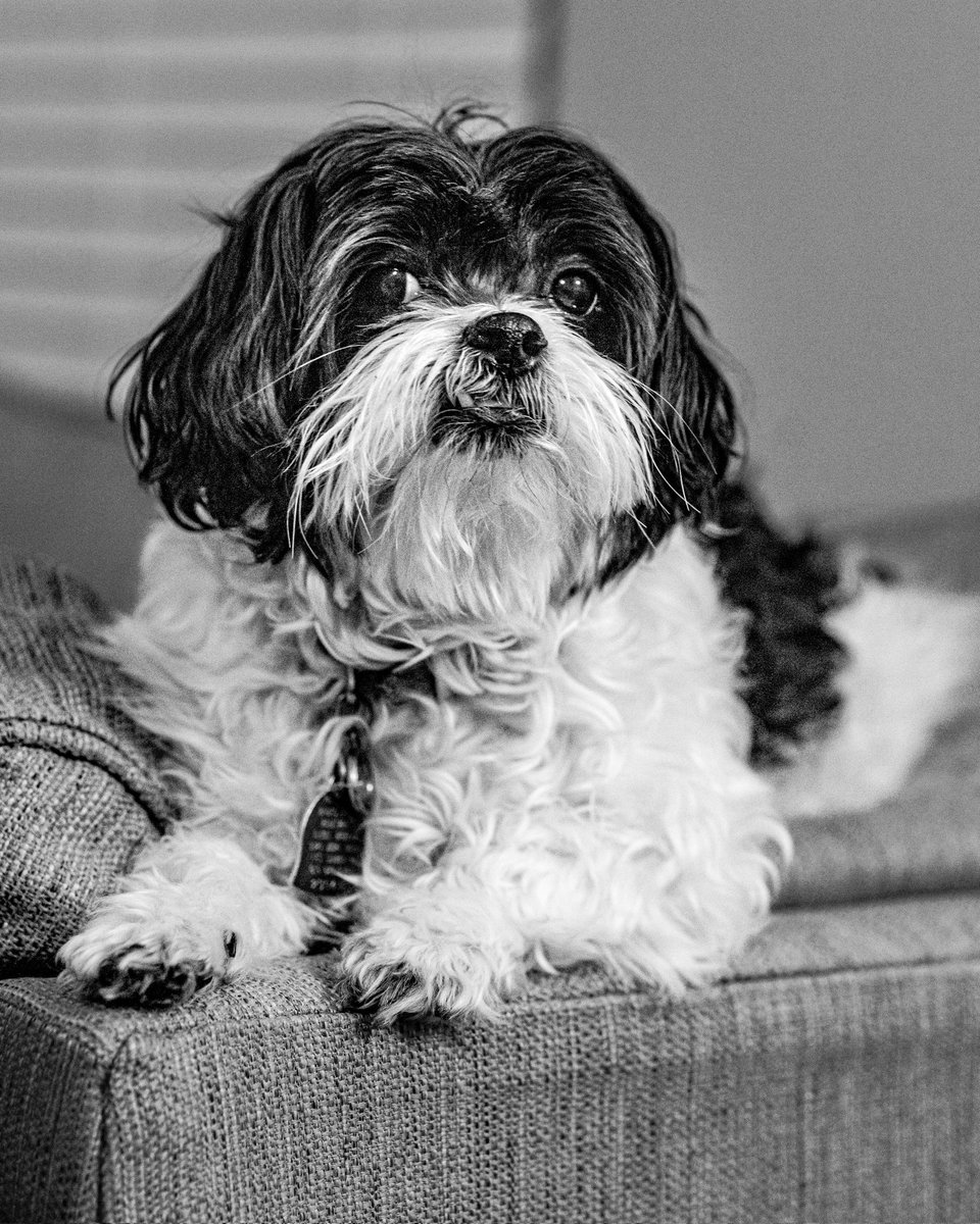 Dog 2: #blackandwhitephoto #blackandwhitephotography #photooftheday
 #photography  #photo #foto #photographer  #picoftheday  #canonphotography #monochrome