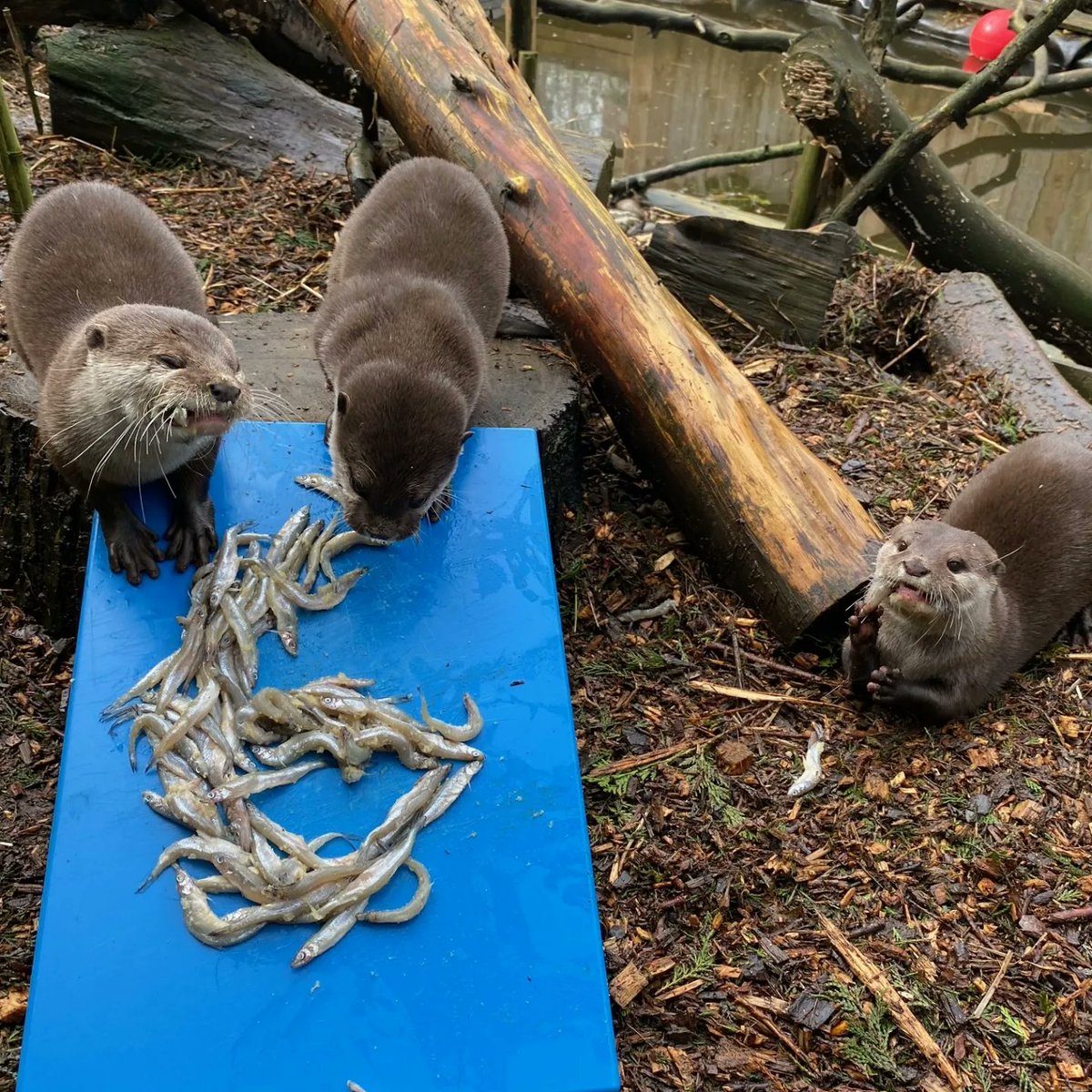 🦦It was our otters 6th birthday today, so they had a bit of a party! 🐟🎁

📷 Keeper Matt

#otters #birthday #zoolife #notapet #visitkent #ottersoftwitter