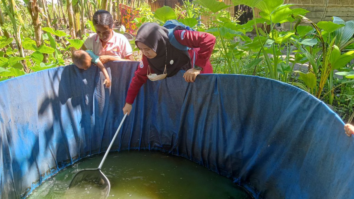 mama_zakiyah's tweet photo. Kamis (9/3/23) Mama Zakiyah Luhkan Kab.Manggarai Timur, kegiatan pemilihan induk ikan lele matang gonad untuk proses pemijahan di POKDAKAN Menuju Mandiri Ds Bamo, Kec Kota Komba
#GiatLuhkanSatminkalGONDOL #luhlapor #matim @RISET_GONDOL https://t.co/UTxeef6dIA