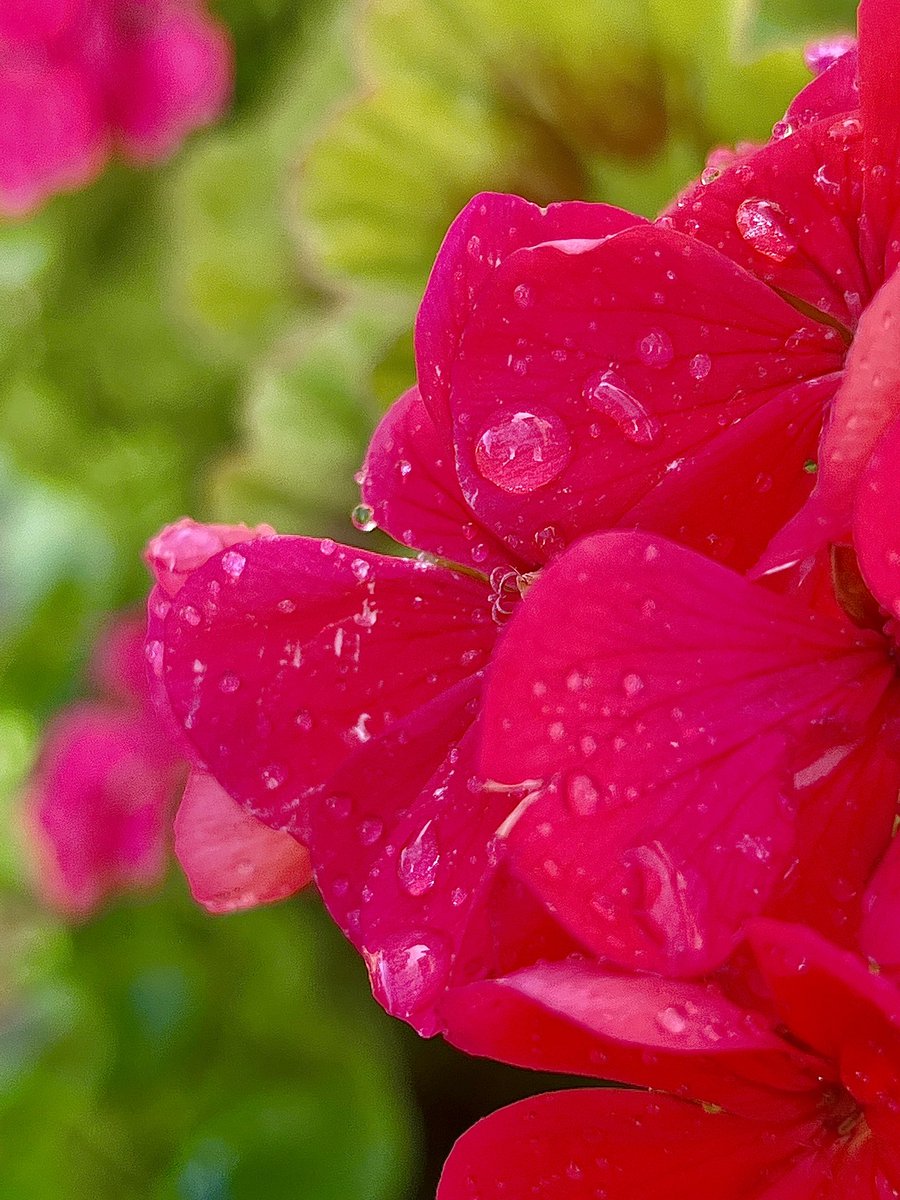 watermelonK1wi's tweet photo. Lovey flowers <3 https://t.co/WbvkfaPpHj