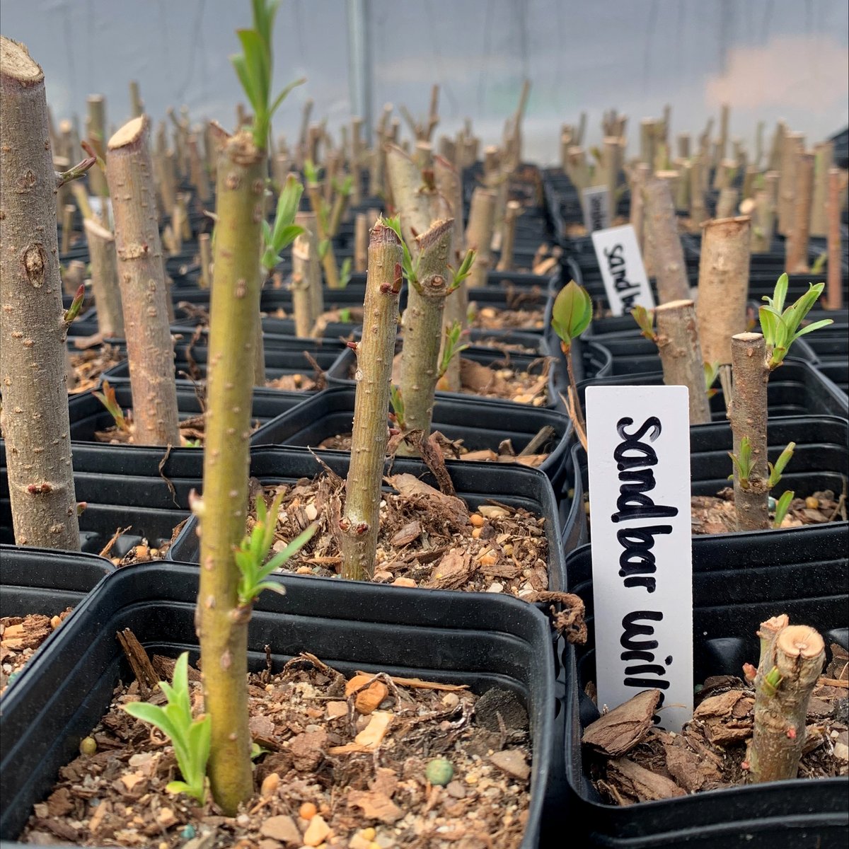 Ecotone, Inc tweet media